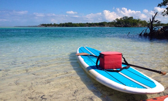 Paddle Boarding Amp Paddle Board Rentals In Key West