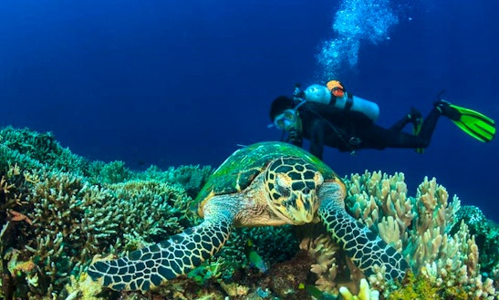 Enjoy Diving Trips & Courses In Komodo, Nusa Tenggara Timur