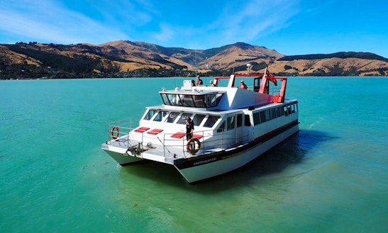 Captained Charter On 'canterbury Cat' Catamaran In Lyttelton Or Akaroa