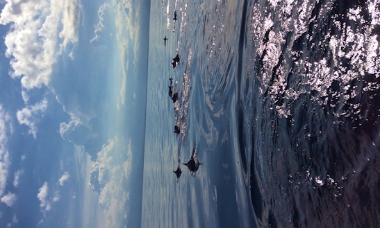 Boat Rental For Dolphin Watching And Sandbar In Bais City Negros Oriental Philippines