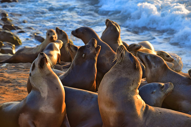 Sea Lions in San Diego Sea Lions